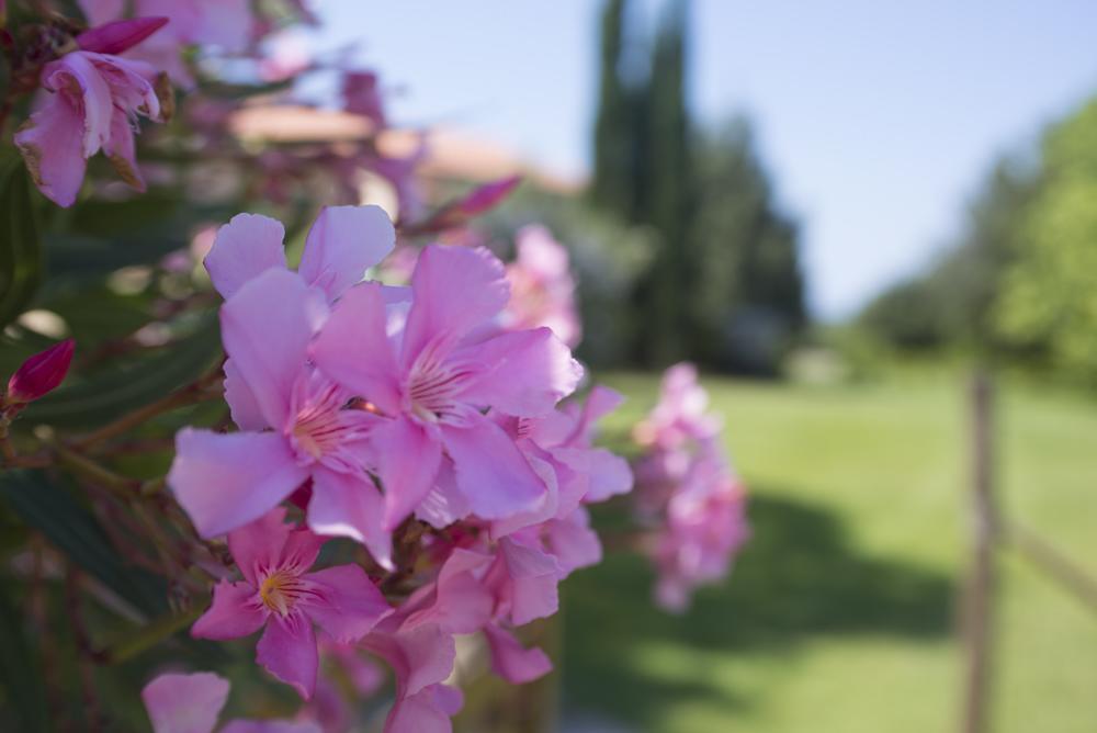 Agriturismo Le Vallette Бибона Екстериор снимка